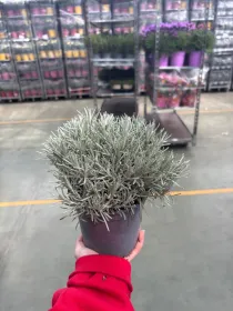 Helichrysum italicum 14 V. 14 cm - Riviera Quality Societa' Agricola Cooperativa