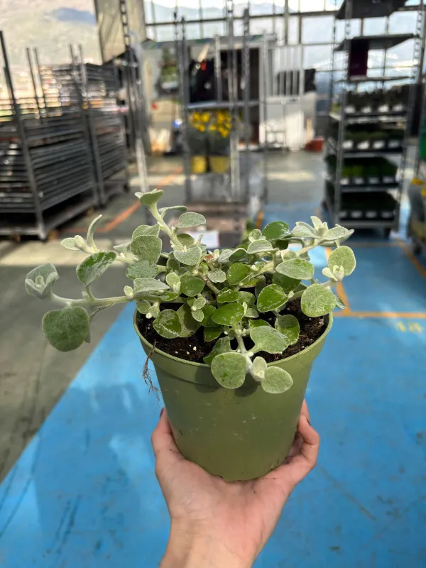 Helicrysum petiolare silver 14 V. 14 cm - Riviera Quality Societa' Agricola Cooperativa