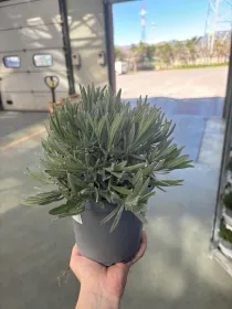Lavanda 14 V. 14 cm - Riviera Quality Societa' Agricola Cooperativa