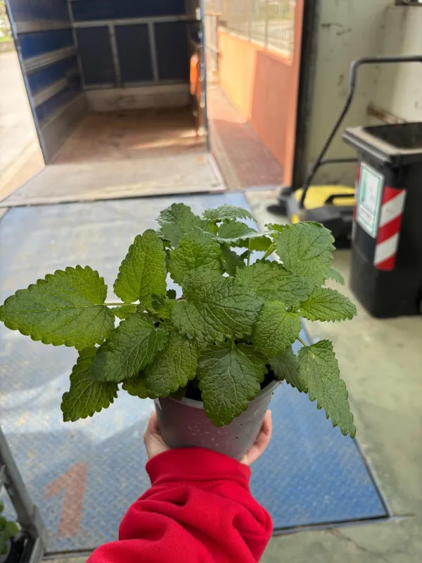 Melissa 14 V. 14 cm - Riviera Quality Societa' Agricola Cooperativa