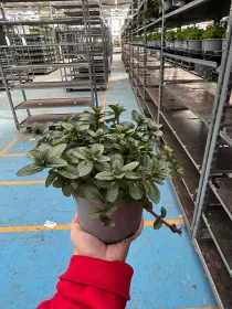 Menta cioccolato 14 V. 14 cm - Riviera Quality Societa' Agricola Cooperativa