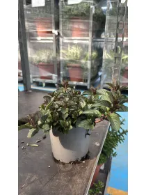 Menta glaciale 14 V. 14 cm - Riviera Quality Societa' Agricola Cooperativa