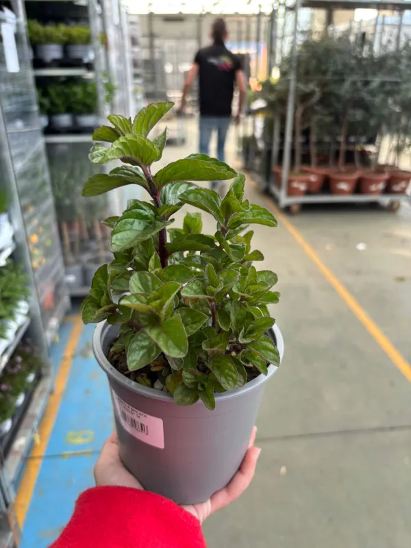 Menta hugo 14 V. 14 cm - Riviera Quality Societa' Agricola Cooperativa