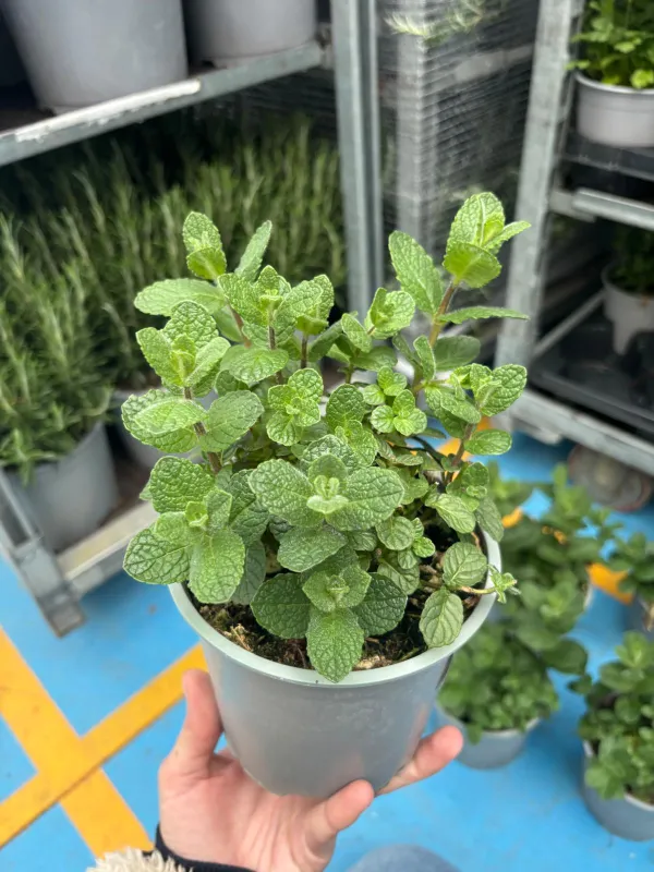 Menta marocchina 14 V. 14 cm - Riviera Quality Societa' Agricola Cooperativa