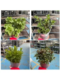 Menta mix 14 V. 14 cm - Riviera Quality Societa' Agricola Cooperativa