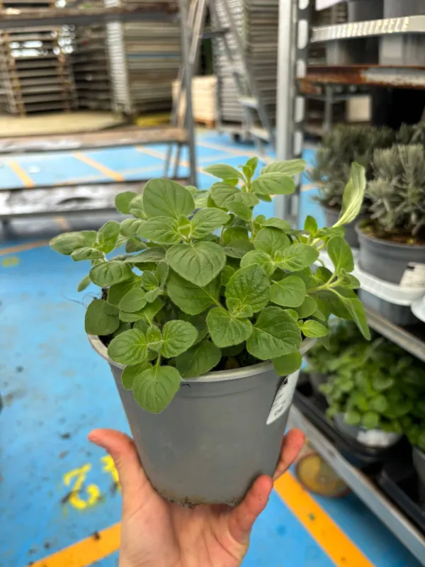 Mentuccia romana 14 (nepetella) V. 14 cm - Riviera Quality Societa' Agricola Cooperativa