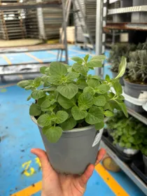 Mentuccia romana 14 (nepetella) V. 14 cm - Riviera Quality Societa' Agricola Cooperativa