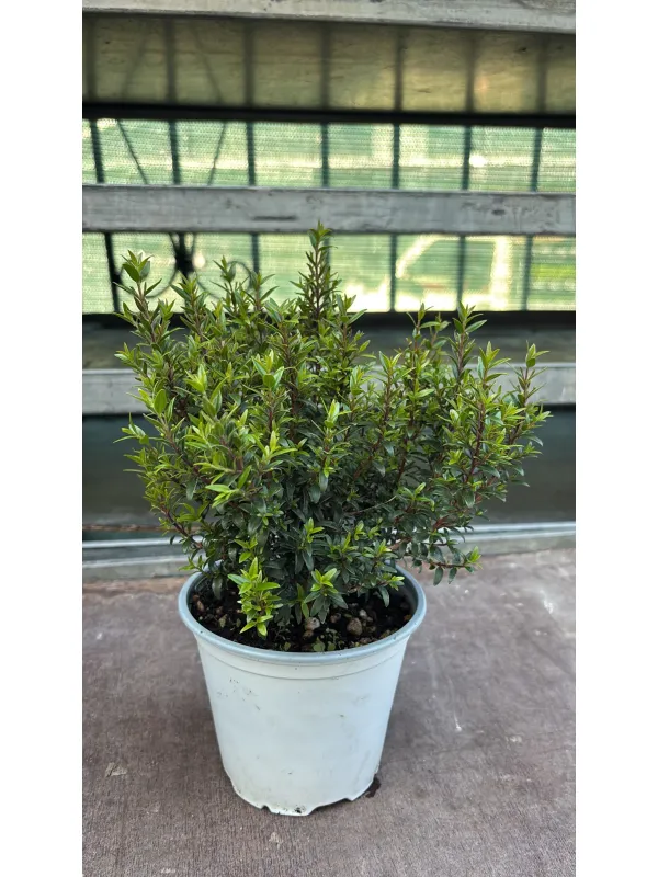 Mirto 14 V. 14 cm - Riviera Quality Societa' Agricola Cooperativa