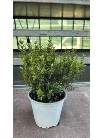 Mirto 14 V. 14 cm - Riviera Quality Societa' Agricola Cooperativa