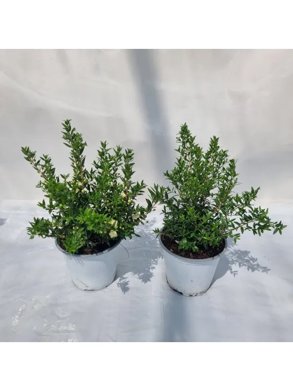 Mirto microphylla 14 V. 14 cm - Riviera Quality Societa' Agricola Cooperativa