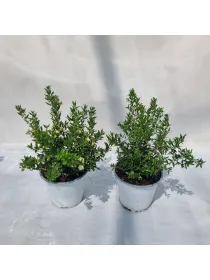 Mirto microphylla 14 V. 14 cm - Riviera Quality Societa' Agricola Cooperativa
