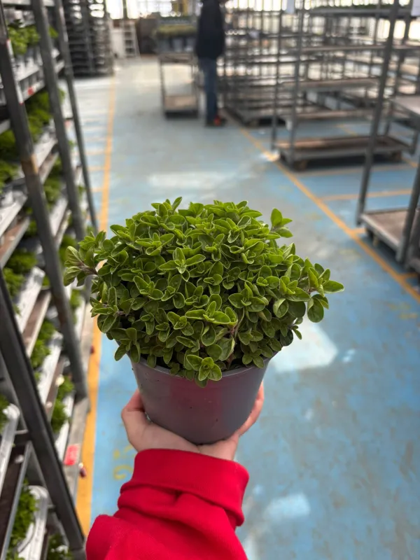 Origano 14 V. 14 cm - Riviera Quality Societa' Agricola Cooperativa