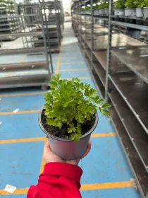 Prezzemolo liscio 14 V. 14 cm - Riviera Quality Societa' Agricola Cooperativa