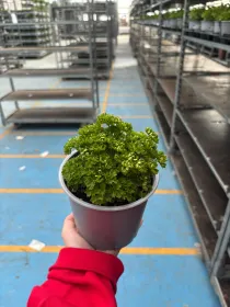 Prezzemolo riccio 14 V. 14 cm - Riviera Quality Societa' Agricola Cooperativa