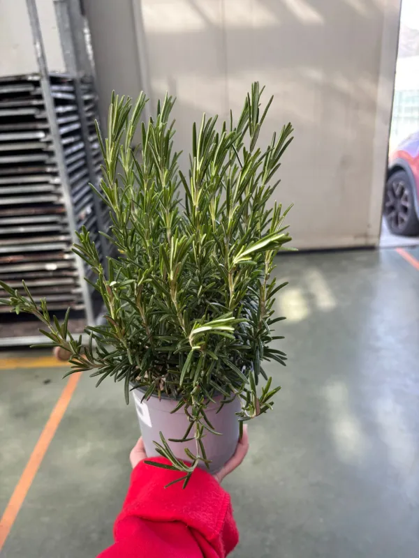 Rosmarino 14 V. 14 cm - Riviera Quality Societa' Agricola Cooperativa