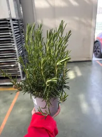 Rosmarino 14 V. 14 cm - Riviera Quality Societa' Agricola Cooperativa