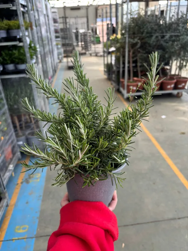 Rosmarino prostrato 14 V. 14 cm - Riviera Quality Societa' Agricola Cooperativa