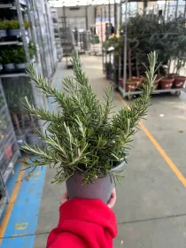 Rosmarino prostrato 14 V. 14 cm - Riviera Quality Societa' Agricola Cooperativa