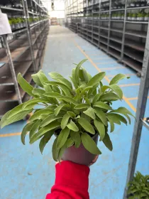 Salvia 14 V. 14 cm - Riviera Quality Societa' Agricola Cooperativa