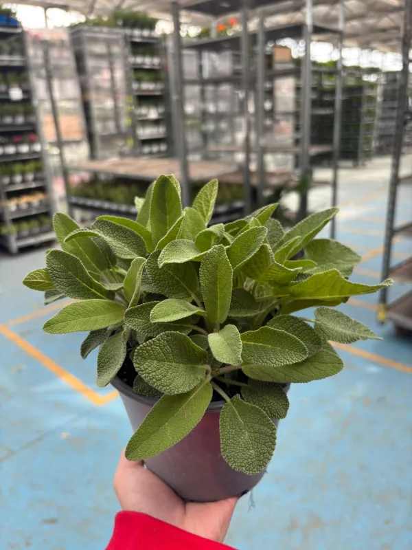 Salvia foglia larga 14 V. 14 cm - Riviera Quality Societa' Agricola Cooperativa