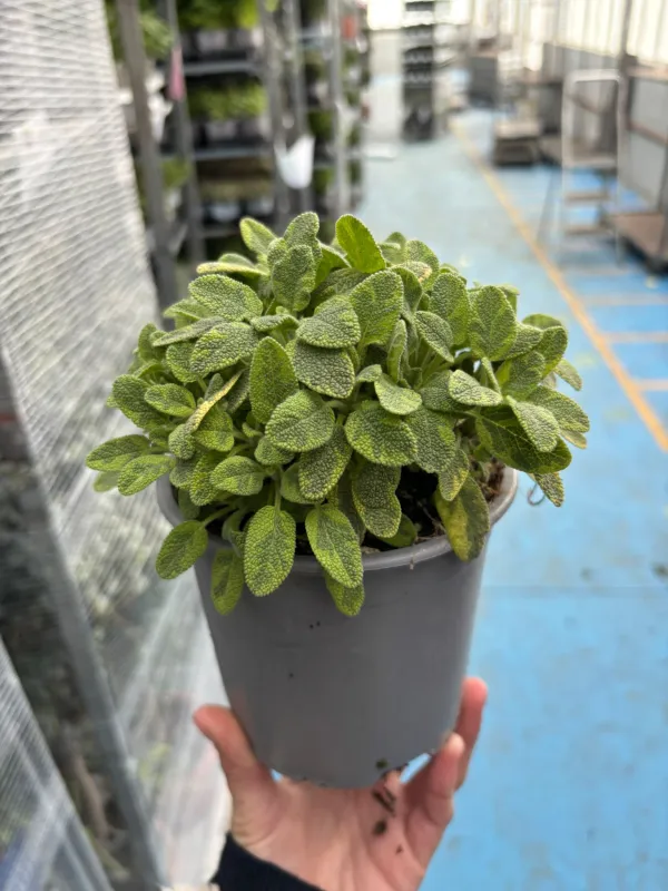 Salvia icterina 14 V. 14 cm - Riviera Quality Societa' Agricola Cooperativa