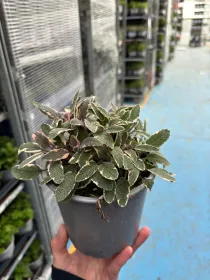 Salvia tricolor 14 V. 14 cm - Riviera Quality Societa' Agricola Cooperativa