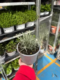 Santolina 14 V. 14 cm - Riviera Quality Societa' Agricola Cooperativa