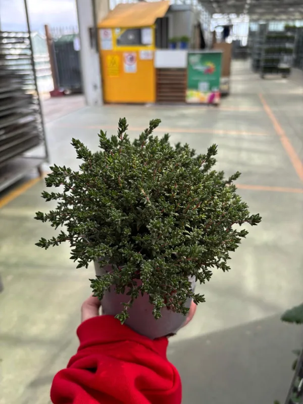 Timo 14 V. 14 cm - Riviera Quality Societa' Agricola Cooperativa