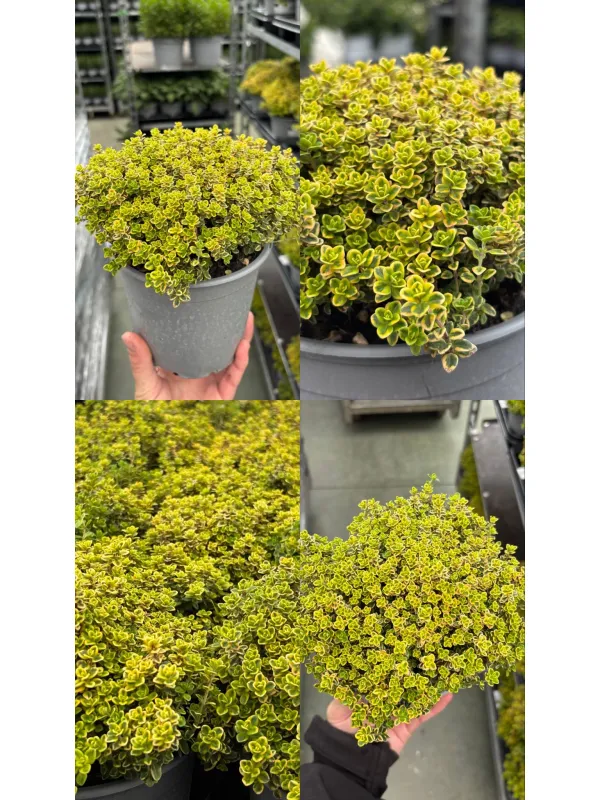 Timo aureo lemon 14 V. 14 cm - Riviera Quality Societa' Agricola Cooperativa