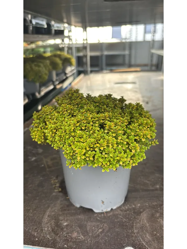 Timo bertram anderson 14 V. 14 cm - Riviera Quality Societa' Agricola Cooperativa