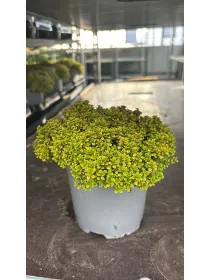 Timo bertram anderson 14 V. 14 cm - Riviera Quality Societa' Agricola Cooperativa