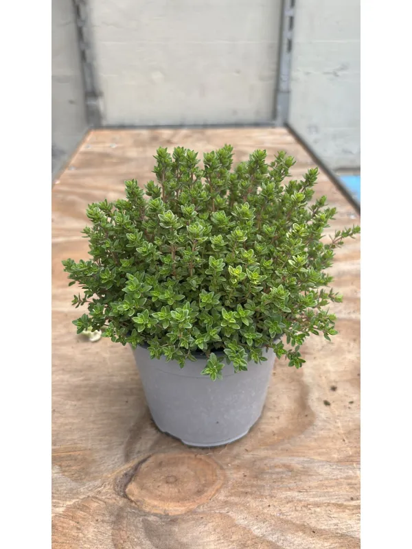 Timo citrodoro verde 14 V. 14 cm - Riviera Quality Societa' Agricola Cooperativa