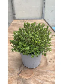 Timo citrodoro verde 14 V. 14 cm - Riviera Quality Societa' Agricola Cooperativa