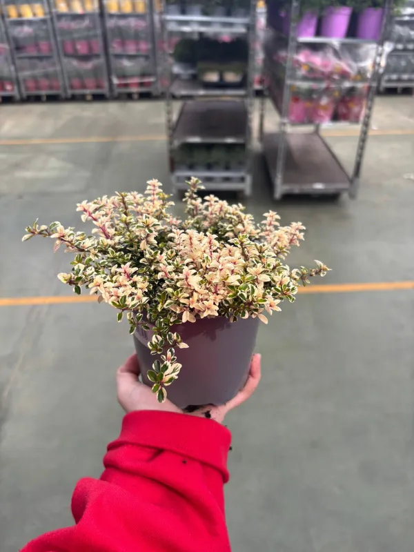 Timo foxlay 14 V. 14 cm - Riviera Quality Societa' Agricola Cooperativa