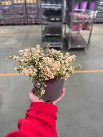 Timo foxlay 14 V. 14 cm - Riviera Quality Societa' Agricola Cooperativa