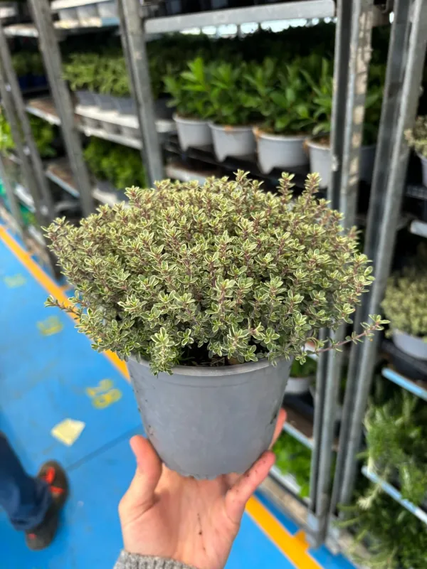 Timo lady d 14 V. 14 cm - Riviera Quality Societa' Agricola Cooperativa