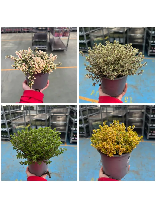 Timo mix 14 V. 14 cm - Riviera Quality Societa' Agricola Cooperativa