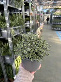 Timo silver queen 14 V. 14 cm - Riviera Quality Societa' Agricola Cooperativa