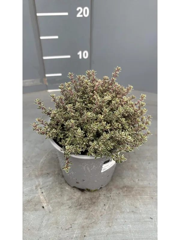 Timo variegato 14 V. 14 cm - Riviera Quality Societa' Agricola Cooperativa