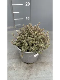 Timo variegato 14 V. 14 cm - Riviera Quality Societa' Agricola Cooperativa
