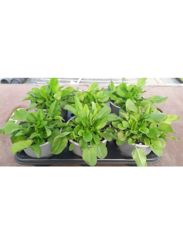 Acetosa 14 V. 14 cm - Riviera Quality Societa' Agricola Cooperativa