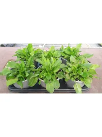 Acetosa 14 V. 14 cm - Riviera Quality Societa' Agricola Cooperativa