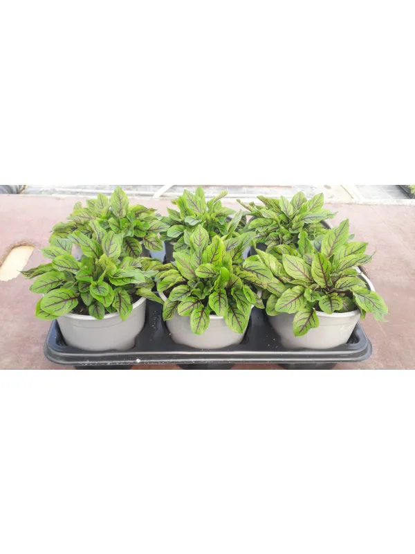 Acetosa rossa 14 V. 14 cm - Riviera Quality Societa' Agricola Cooperativa