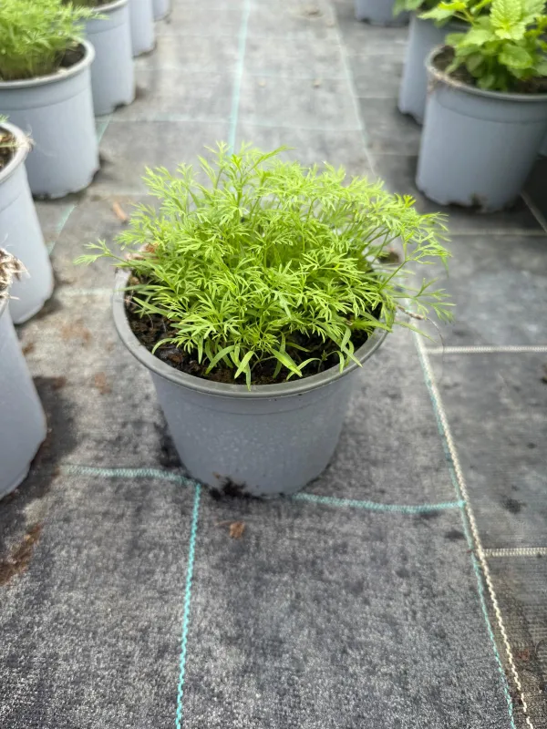 Aneto 14 V. 14 cm - Riviera Quality Societa' Agricola Cooperativa