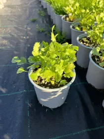 Anice 14 V. 14 cm - Riviera Quality Societa' Agricola Cooperativa