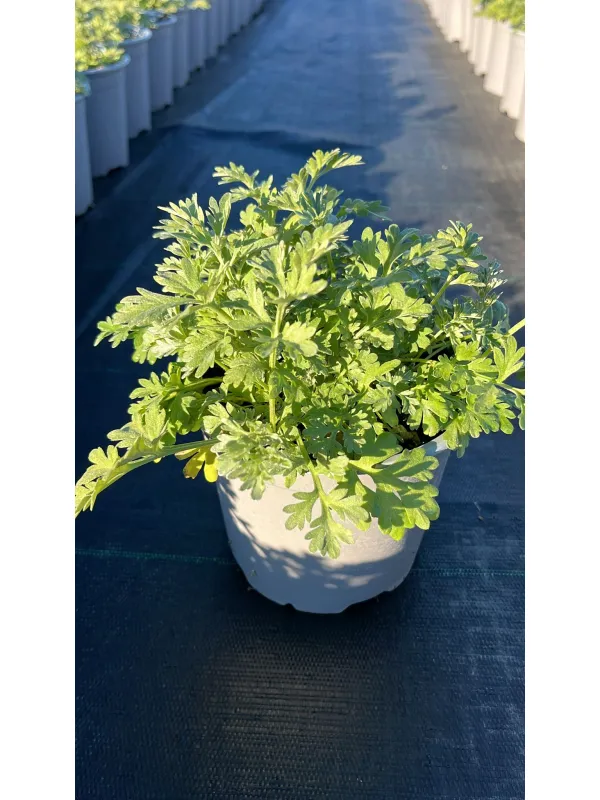 Assenzio 14 V. 14 cm - Riviera Quality Societa' Agricola Cooperativa