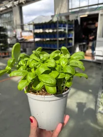 Basilico 14 V. 14 cm - Riviera Quality Societa' Agricola Cooperativa