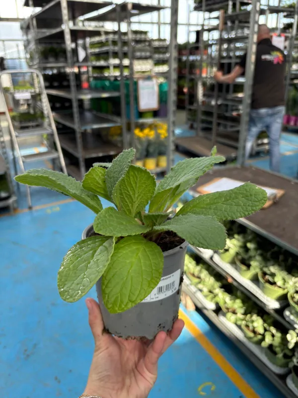 Boragine 14 V. 14 cm - Riviera Quality Societa' Agricola Cooperativa