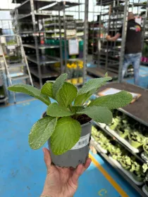 Boragine 14 V. 14 cm - Riviera Quality Societa' Agricola Cooperativa