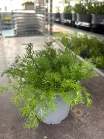 Camomilla 14 V. 14 cm - Riviera Quality Societa' Agricola Cooperativa